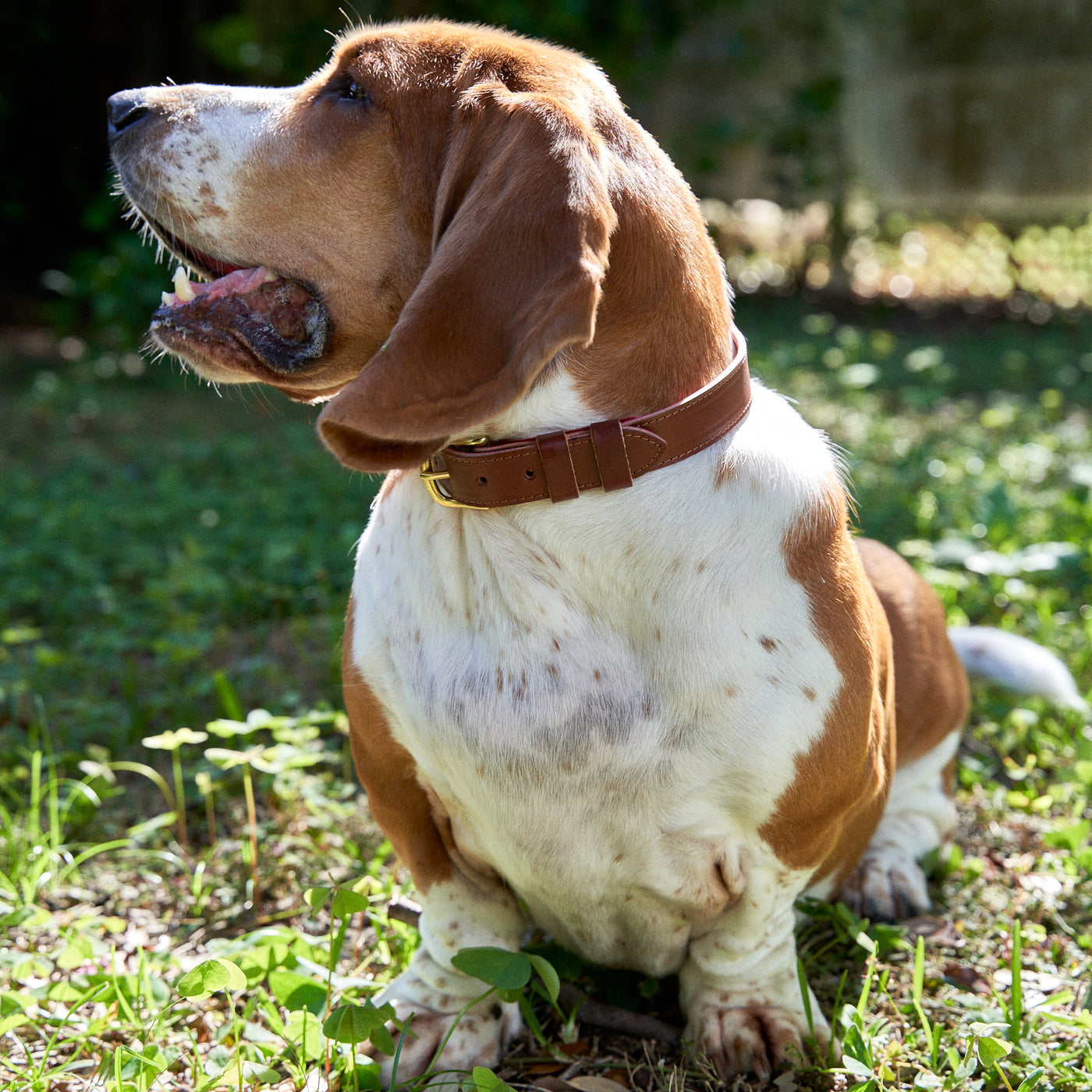 Dog Collar - Medium Brown